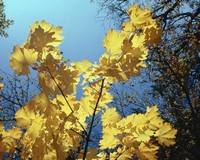 טיפול בפרזיטים באיורוודה 