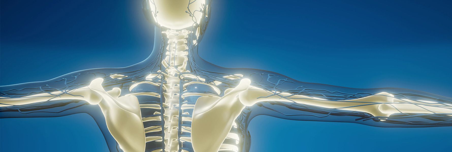 אנטומיה פיזיולוגיה