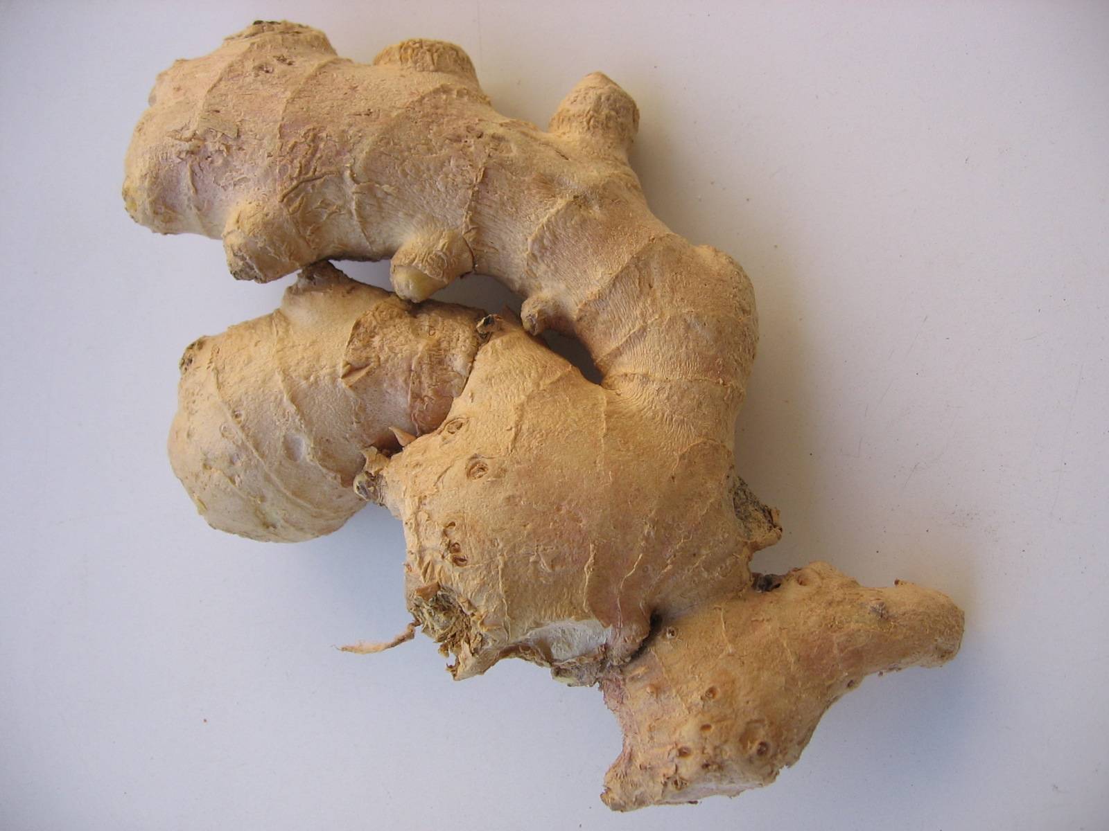 צמח החודש: זנגביל