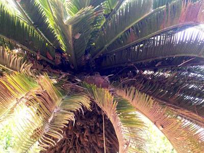 על ציפור אחת בכנרת