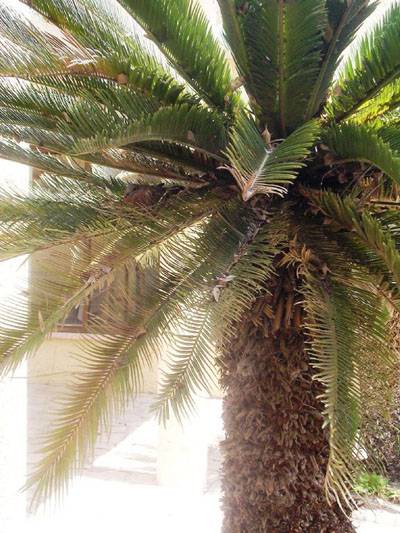 על ציפור אחת בכנרת