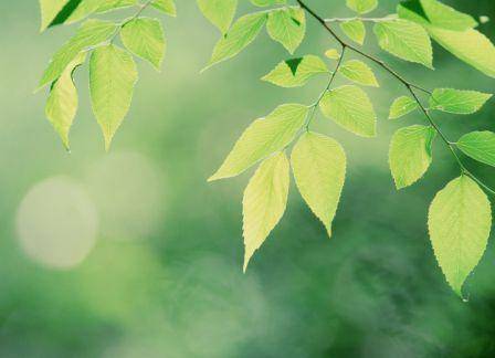 עץ הג'ינקו בילובה ואלצהיימר/חן חיים נחמיאס