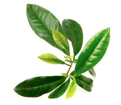 צמחי מרפא התומכים בתהליכי ניקוי ופירוק רעלים בכבד