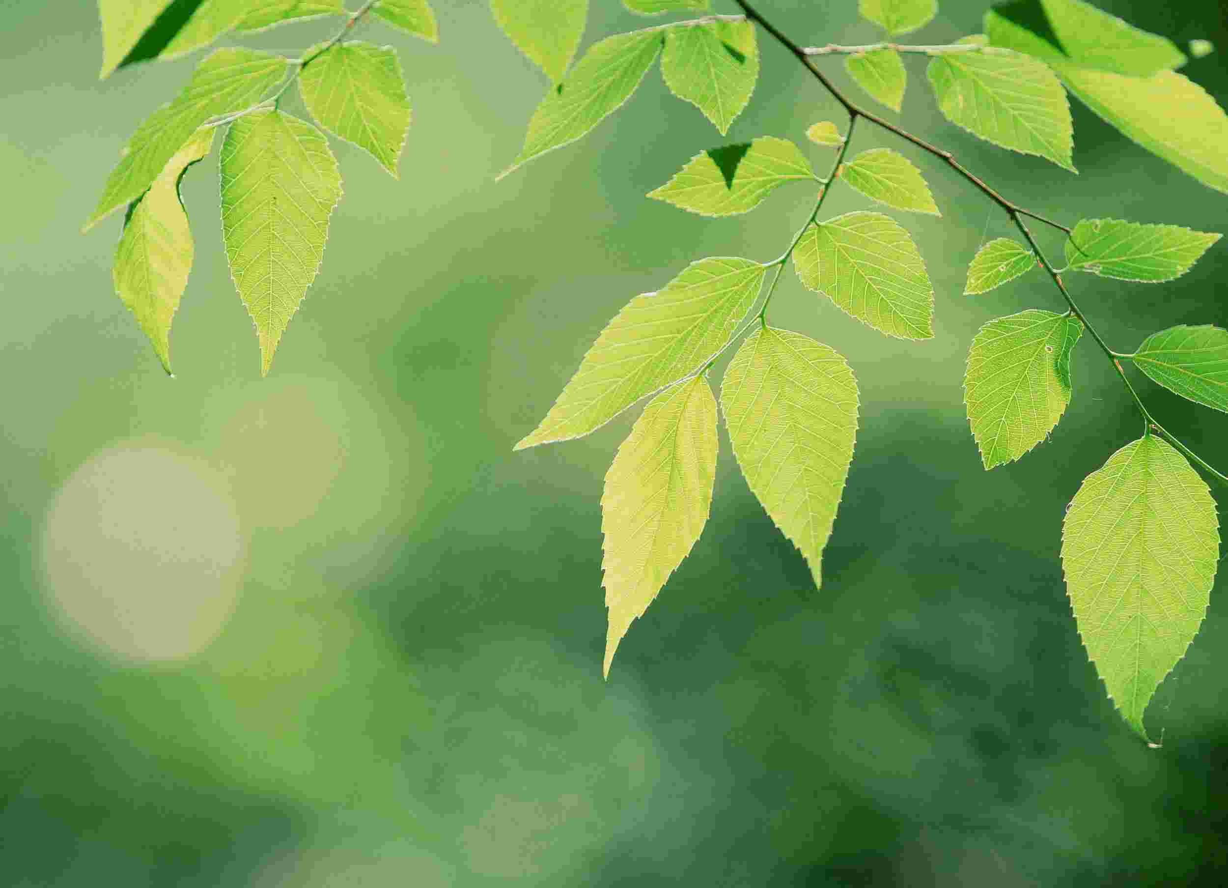 תזונה אביבית לניקוי וחיזוק כבד/ לימור פולק- סרוגו